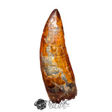 20018 - Top Huge Carcharodontosaurus saharicus Dinosaur Tooth