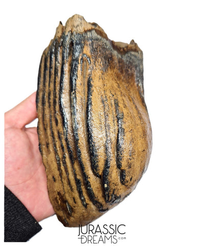 S291 - Nicely Preserved Huge Ice Age Woolly Mammoth (Mammuthus primigenius) Upper Molar Tooth