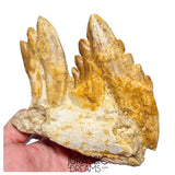 J526 - Huge Basilosaurid cf Pappocetus (Whale Ancestor) Molar Teeth in Partial Dentary Bone