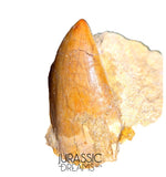 J105 - Carcharodontosaurus saharicus Dinosaur Tooth Partially Rooted in Natural Matrix