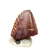 20019 -Exceedingly Rare Unidentified Basal Iguanodontian Dinosaur Tooth