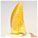 1410 - Nicely Preserved Carcharodontosaurus saharicus Dinosaur Tooth