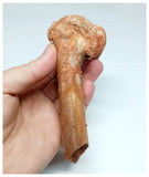 1145- Rare Cretaceous Azhdarchid Pterosaur Metacarpal Bone KemKem Beds