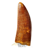 J498 - Nicely Preserved Large Carcharodontosaurus saharicus Dinosaur Tooth - Cretaceous KemKem Beds