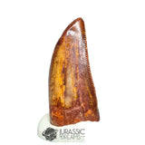 20224 - Finest Grade Carcharodontosaurus saharicus Dinosaur Premaxillary Tooth