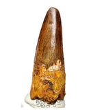 S130 - Nicely Preserved Spinosaurus aegyptiacus Dinosaur Tooth - Cretaceous KemKem Beds