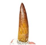 S393 - Nicely Preserved Spinosaurus aegyptiacus Dinosaur Tooth - Red Sanstone Beds