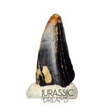 S102 - Juvenile Tyrannosaur Dinosaur Tooth Tip - Judith River Fm