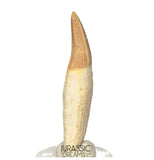 S254- Finest Grade Gavialimimus almaghribensis (Rare Mosasaur species) Rooted Tooth - Late Cretaceous