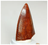 1074 - Gem Grade Carcharodontosaurus saharicus Dinosaur Tooth KemKem