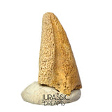 J488 - Ultra Rare Pachycephalosaurus wyomingensis Foot Claw -  Late Cretaceous - Hell Creek Fm