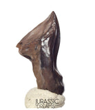 J430 - Finest Quality Large Triceratops horridus three-horned Dinosaur Tooth - Late Cretaceous - Lance Fm