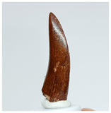 1019 - Gem Grade Carcharodontosaurus saharicus 1.69'' Dinosaur Tooth