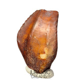 S481 - Exceedingly Rare Iguanodontian (cf Elrhazosaurus or Lurdusaurus) Dinosaur Tooth - Lower Cretaceous