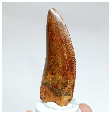 1006 - Gem Grade Large Carcharodontosaurus saharicus 3.14'' Dinosaur Tooth