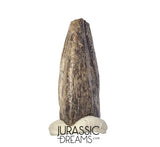 J336 - Rare Juvenile Spinosaurid Dinosaur (cf Suchomimus) Foot Claw - Elrhaz Fm