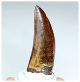 1002 - Gem Grade Carcharodontosaurus saharicus 2.63'' Dinosaur Tooth