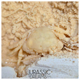J228 - Finest Quality Fossil Crab (Potamon) Preserved in Travertine - Turkey Location
