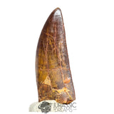 20042 - Gem Grade Carcharodontosaurus saharicus Dinosaur Tooth IN CATAWIKI AUCTION NOW
