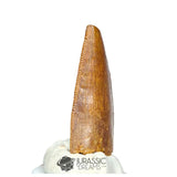 20203 - Unusual Large Abelisaurid Dinosaur Tooth - Cretaceous KemKem Beds