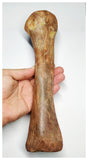 E1- Museum Grade 10.03 Inch Spinosaurus Dinosaur Metatarsal Toe Bone Cretaceous