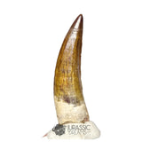 20158 - Nicely Preserved Suchomimus tenerensis Dinosaur Tooth