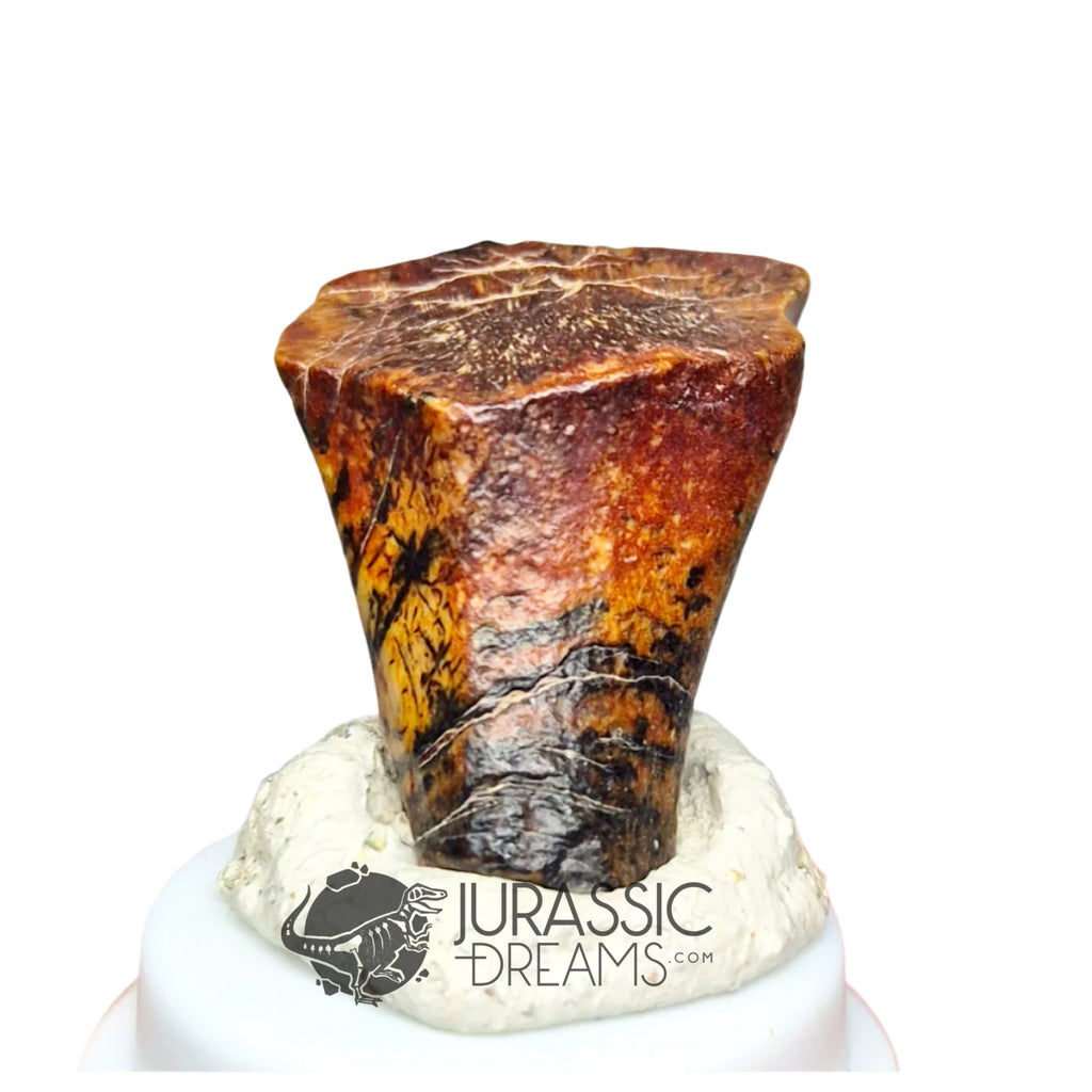 20160 - Finest Grade Ouranosaurus Basal Hadrosaurid Dinosaur Tooth - Cretaceous Elrhaz Fm IN CATAWIKI AUCTION