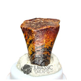 20160 - Finest Grade Ouranosaurus Basal Hadrosaurid Dinosaur Tooth - Cretaceous Elrhaz Fm IN CATAWIKI AUCTION