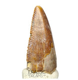S69 - Top Rare Majungasaurus crenatissimus Abelisaurid Dinosaur PREMAXILLARY Tooth