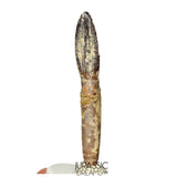 J512 - Top Rare fully Rooted cf Lapparentosaurus Titanosauriform / Basal Brachiosaurid Dinosaur Tooth - Middle Jurassic