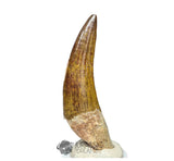 20027 - Gem Grade Large Suchomimus tenerensis Dinosaur Tooth - Lower Cretaceous IN CATAWIKI AUCTION NOW
