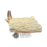 20017 - Unusual Suchomimus tenerensis Spinosaurid Dinosaur Left Hemi dentary