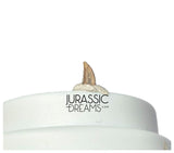 S331 - Tiny Lovely Dromaeosaurid Raptor Theropod Dinosaur Tooth - Judith River Fm