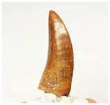 1333 - Nicely Preserved Carcharodontosaurus saharicus Dinosaur Tooth KemKem Beds