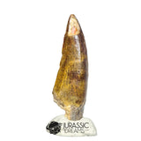 20494- Nicely Preserved Suchomimus tenerensis Dinosaur Tooth
