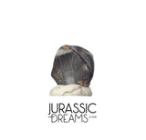 J427 - Exceedingly Rare Denversaurus schlessmani Nodosaurid Armored Dinosaur Tooth - Lance Creek Fm