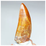 1000 - Gem Grade Carcharodontosaurus saharicus 3.34'' Dinosaur Tooth