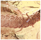 J11 - Great LARVAE Soft-Wing Flower Beetle MELYRIDAE Fossil Inclusion Genuine BALTIC AMBER + HQ Picture