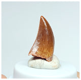 1202 - Gem Grade Juvenile Carcharodontosaurus saharicus Dinosaur Tooth