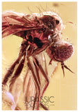 J18 - SUPERB Looking DAGGER FLY Empididae Fossil Inclusion Genuine BALTIC AMBER + HQ Picture