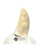 20241 - Nicely Preserved Kryptops palaios Abelisaurid Theropod Dinosaur Tooth