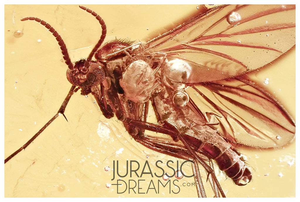 J25 - PHORESY Parasitism MITE & FUNGUS GNAT Fossil Inclusion Genuine BALTIC AMBER + HQ Picture