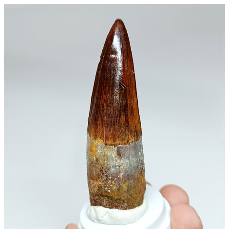 1022 - Gem Grade Spinosaurus aegyptiacus 3.22'' Dinosaur Tooth