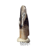 J477 - Tyrannosaur Dinosaur Tooth - Nanotyrannus Premaxillary Tooth (cf Aublysodon) - Hell Creek Fm