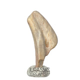 J118 - Top Rare Ornithocheirid Pterosaur Claw - Lower Cretaceous  Elrhaz Fm