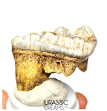 S369 - Gem Grade Huge Ice Age Cave Bear (Ursus spelaeus) Upper Molar Tooth (M2) - Pleistocene