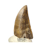 S263 - Large Nicely Preserved Majungasaurus crenatissimus Abelisaurid Dinosaur Tooth