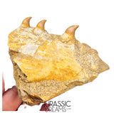 S265 - Beautiful Halisaurus arambourgi (Mosasaur) Partial Right Maxillary - Late Cretaceous