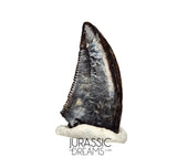 S89 - Top Rare Acheroraptor temertyorum (Dromaeosaurid Raptor Theropod) Dinosaur Tooth - Hell Creek Formation