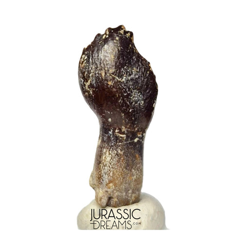 J510 - Top Rare Rooted cf Narindasaurus Turiasaurian Sauropod Dinosaur Tooth - Middle Jurassic